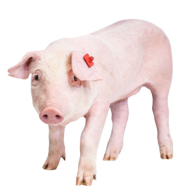 Blattin in der Praxis Schwein Familie Hirschenhauer Einstiegsbild Blattin in der Praxis Schwein Familie Hirschenhauer Einstiegsbild